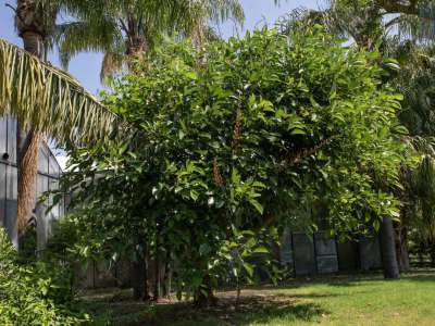 O ancora l�Eritrina, albero tropicale sudamericano...